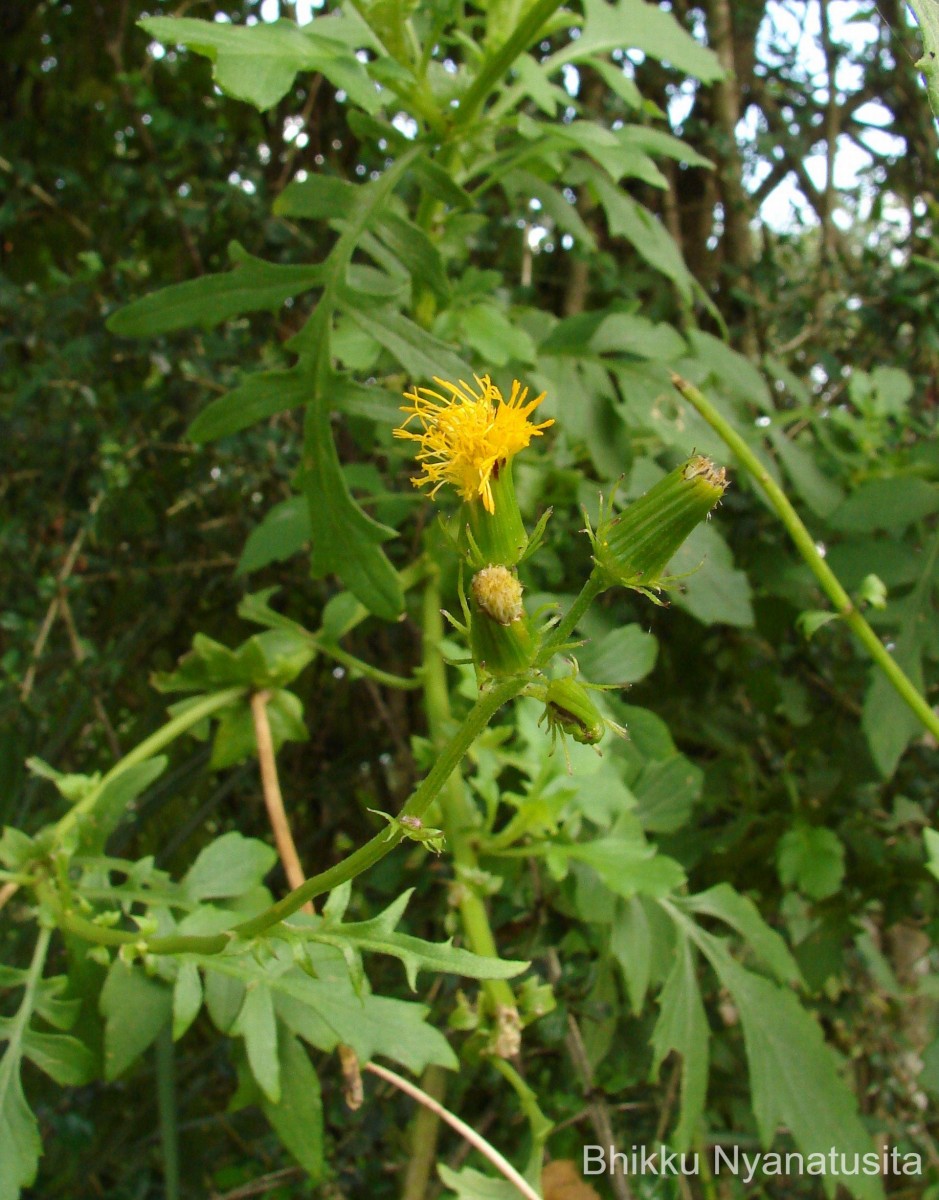 Gynura lycopersicifolia DC.